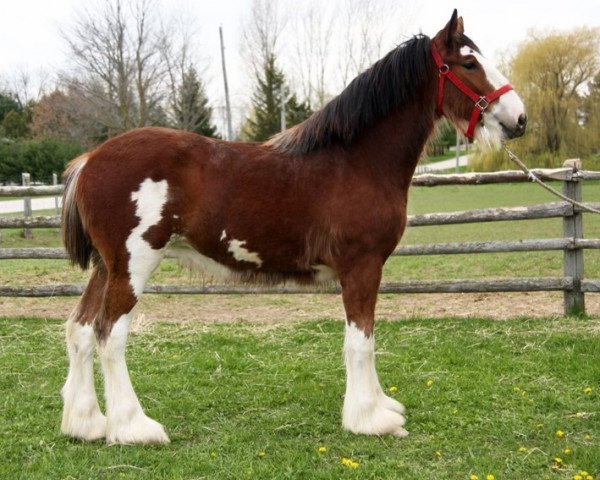 Pferd Cedarview Ellie (Clydesdale, 2020, von Iron Horse MM Steele)