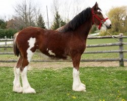 horse Cedarview Ellie (Clydesdale, 2020, from Iron Horse MM Steele)