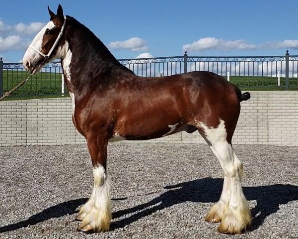 Pferd Berkshire Bentley's Gunner (Clydesdale, 2017, von Copper Hill's Master Bentley)