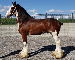 horse Berkshire Bentley's Gunner (Clydesdale, 2017, from Copper Hill's Master Bentley)