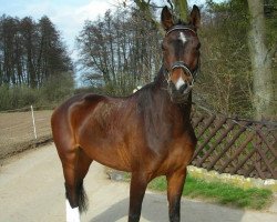 dressage horse Fantaghiro 47 (Hessian Warmblood, 2004, from Falkenfürst)