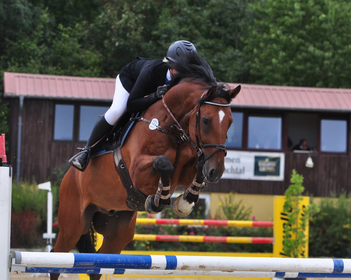 jumper Sometimes in Action (Hanoverian, 2013, from Sampras)