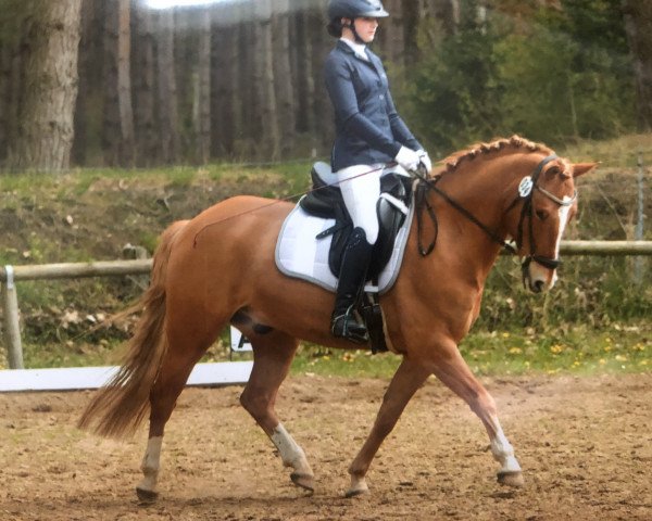 Dressurpferd Doolittel 4 (Deutsches Reitpony, 2014, von Dimension AT NRW)