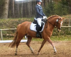 dressage horse Doolittel 4 (German Riding Pony, 2014, from Dimension AT NRW)