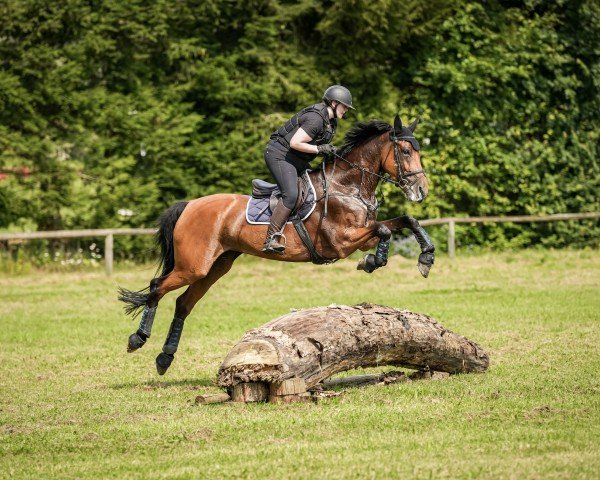jumper Snitt R (anglo european sporthorse, 2015, from Apple Juice)