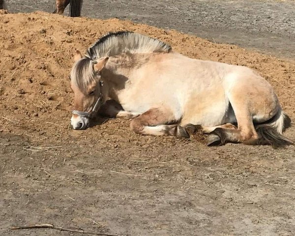 horse Klosterhof's Nala (Fjord Horse, 2020, from Bram)