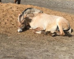 horse Klosterhof's Nala (Fjord Horse, 2020, from Bram)