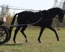 dressage horse Freddy (Oldenburg, 2009, from Fürst Romancier)