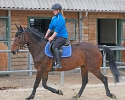 jumper It's Me Passie B (KWPN (Royal Dutch Sporthorse), 2013, from VDL Cardento 933)