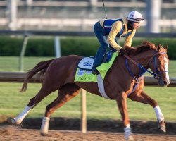 Pferd King Fury xx (Englisches Vollblut, 2018, von Curlin xx)