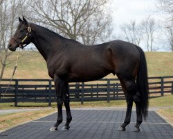 stallion Protonico xx (Thoroughbred, 2011, from Giant's Causeway xx)