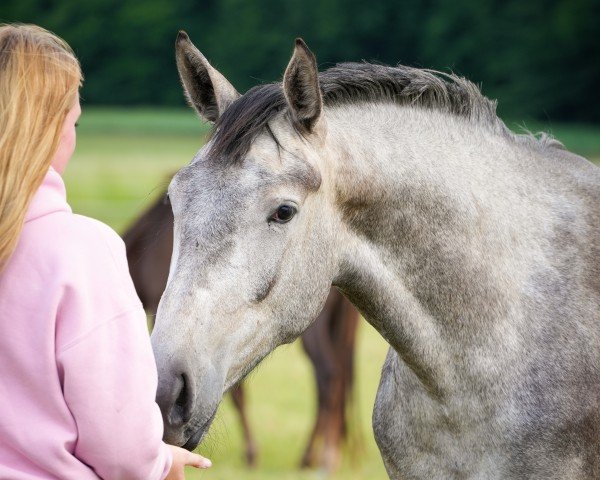 Pferd Calima L (Westfale, 2023, von Cornet's Carpaccio RT)