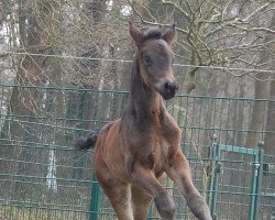 dressage horse Seralida (Oldenburg, 2015, from Sir Donnerhall I)