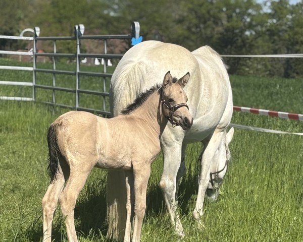 foal by Daily Sunshine K (German Riding Pony, 2025, from Denim AT)