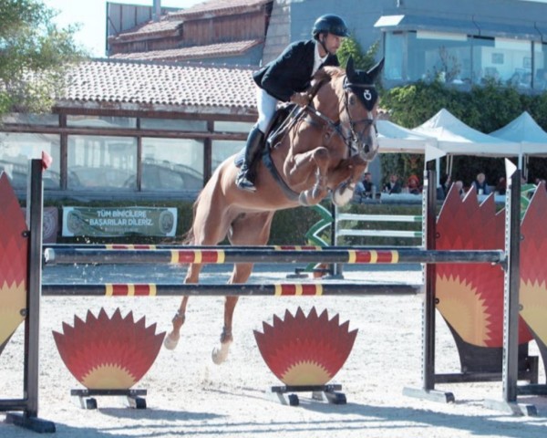 jumper Eloyou (Selle Français, 2014, from Vigo d'Arsouilles)