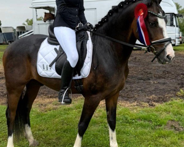 dressage horse Leherfelds Nogger Choc (unknown, 2020, from Neverland WE)