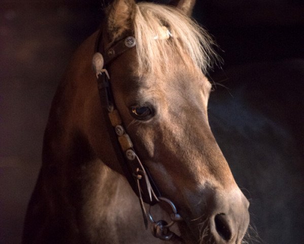 Pferd Jiggs (Dt.Part-bred Shetland Pony, 1996, von Jaguar)