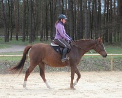 horse Carrera ox (Arabian thoroughbred, 2017, from Nivourgonnatouchthis ox)