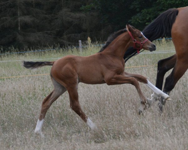 jumper Vaiana (Trakehner, 2020, from Bel Espace Go)