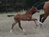 jumper Vaiana (Trakehner, 2020, from Bel Espace Go)