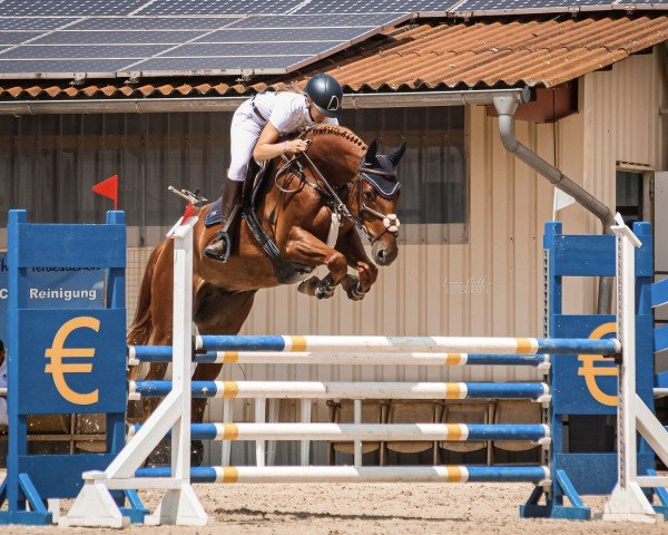 jumper Chaman's Nik (German Sport Horse, 2017, from Chaman)