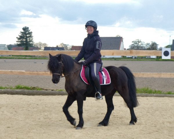 Pferd Rushfield Robbie Burns (Dartmoor-Pony, 2012, von Moortown Hawk Wing)