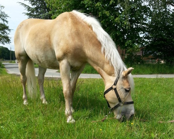 Pferd Bonfire (Haflinger, 2001, von Brilland)