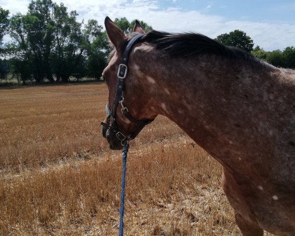 jumper Hermine vom Heinkenstruck (Little German Riding Horse, 2012, from Conteur)