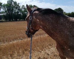 jumper Hermine vom Heinkenstruck (Little German Riding Horse, 2012, from Conteur)