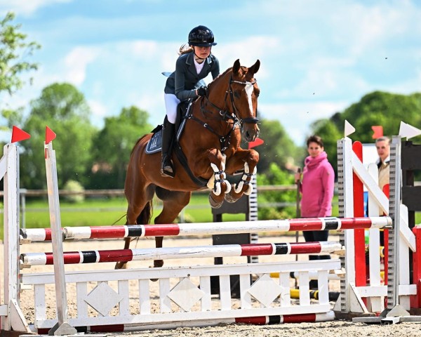 Springpferd Morton D (Deutsches Reitpony, 2012, von Mc Fly High D)