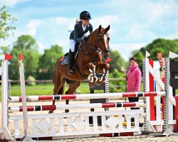 jumper Morton D (German Riding Pony, 2012, from Mc Fly High D)