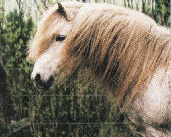 stallion Mímir frá Hafsteinsstöðum (Iceland Horse, 1987, from Feykir frá Hafsteinsstöðum)