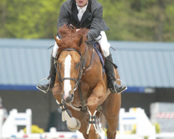 stallion Schilling (Belgium Sporthorse, 2002, from Kashmir van't Schuttershof)