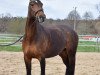 broodmare Sakira II (Mecklenburg, 2008, from Sandro Hit)