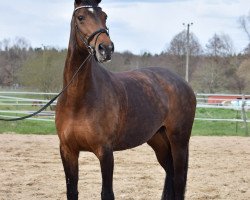 broodmare Sakira II (Mecklenburg, 2008, from Sandro Hit)