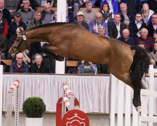 stallion Dia Corrado (Oldenburg show jumper, 2014, from Don Diarado)