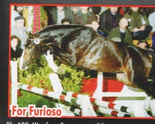 stallion For Furioso (Westphalian, 1999, from Ferragamo)