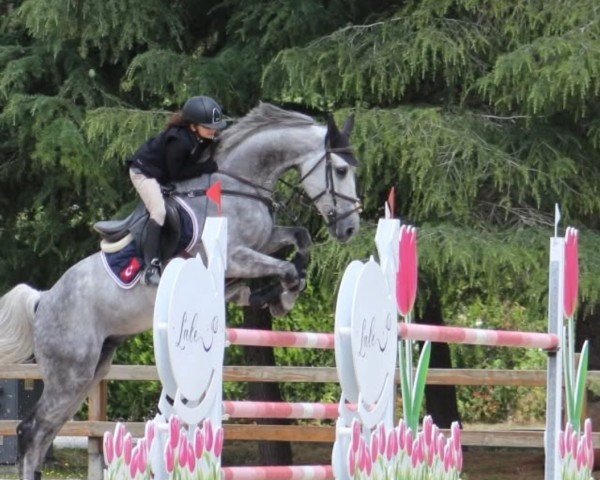 jumper Qualetro van het Schanshof (Belgian Warmblood, 2016, from Halletro van 't Schanshof)