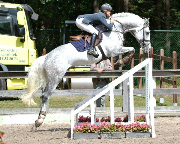 jumper Halletro van 't Schanshof (Belgian Warmblood, 2007, from Massimo)