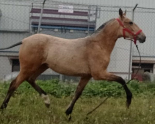 horse Gonzalo (Lusitano, 2020)