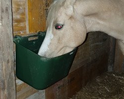 broodmare Ennia (KWPN (Royal Dutch Sporthorse), 2010, from Klein Roderijs Cocktail)