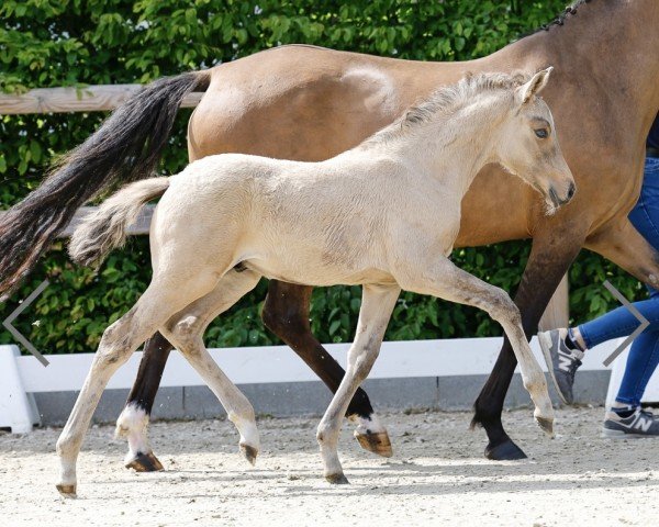 foal by Goldbee (German Riding Pony, 2025, from Gold Garant)