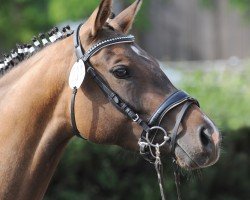 broodmare Dagi Bee (German Riding Pony, 2018, from Dewino G)