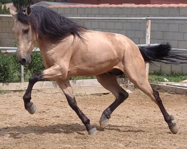 horse Apolo (Lusitano, 2015)