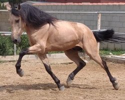 horse Apolo (Lusitano, 2015)