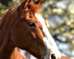 broodmare Donnerlüttchen 9 (Westphalian, 2006, from Dardanos N)