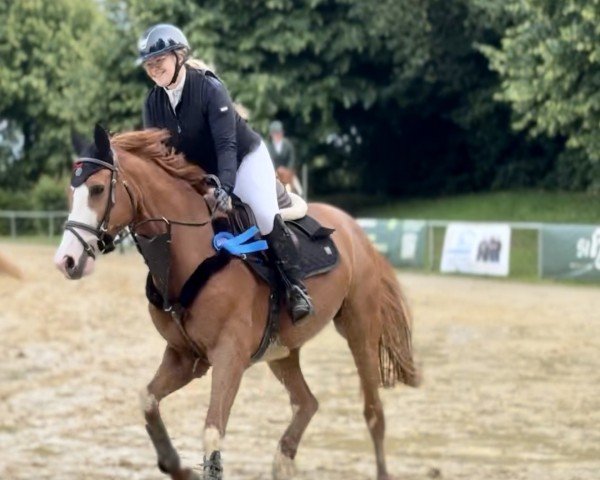 jumper Balou´s Bella (Hanoverian, 2017, from Balou du Rouet)