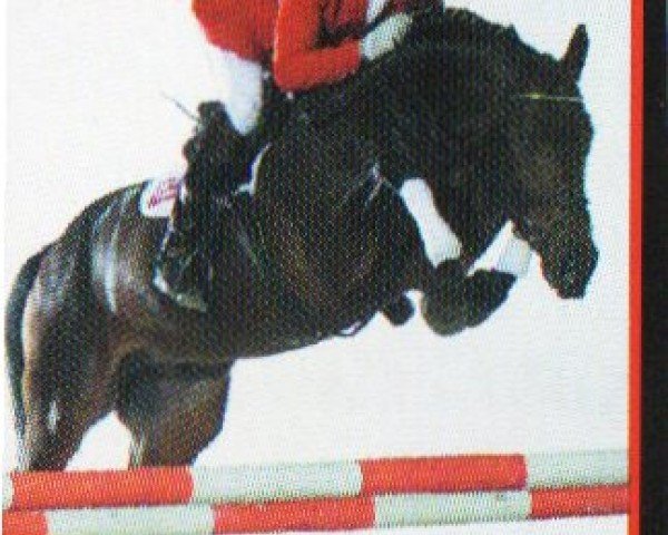Deckhengst Cala Millor (Hannoveraner, 1998, von Carbid 3)