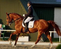 dressage horse Armona Fider (Polish Warmblood, 2012, from Fidertanz)