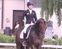 dressage horse Fürst Flamenco (Oldenburg, 2011, from Fürstenball)